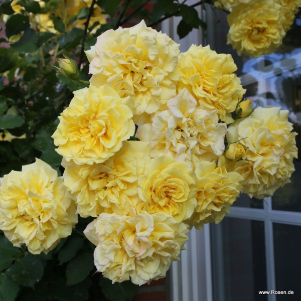 STERNTALER® STERNTALER®